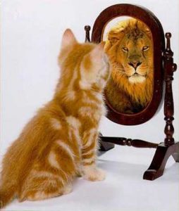 kitten looking at a lion reflection in mirror